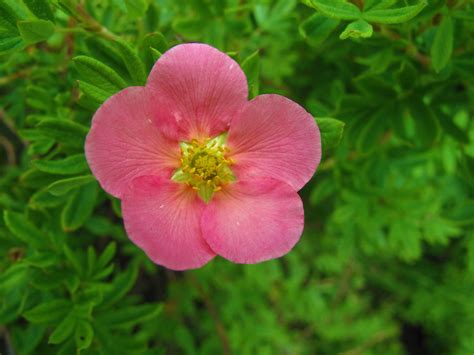 Pink Beauty Potentilla Shrub 1 Gal Numerous Coral Pink Flowers Add