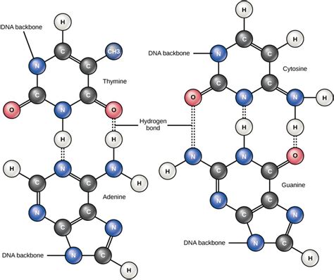 Classes Of Organic Compounds Boundless Chemistry