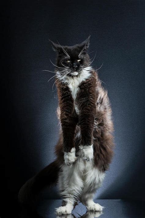 Standing Cat Pictures Capture Beautiful Felines Posing On Two Legs