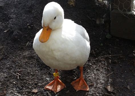 The Best Duck Breeds You Can Keep As Pets Animalstart
