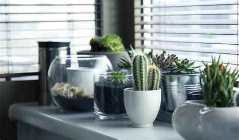Existen una gran diversidad de esta vegetación, la cual esta hecha para sobrevivir a climas extremos, por ello es. DE TUTI TUNA: BENEFICIOS DE TENER UN CACTUS EN CASA