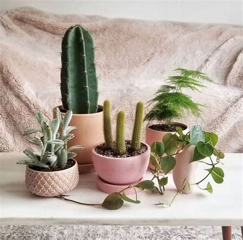 So what do you think now? What Does it Mean if Someone Gives You a Cactus? | Cactus ...