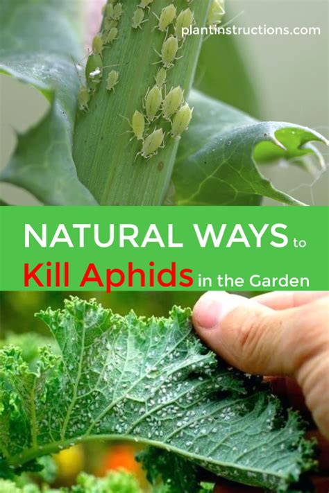 These Natural Ways To Kill Aphids Work Just As Well As Chemical Sprays
