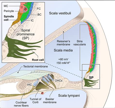 Illustration Of Adult Mouse Cochlea Major Stria Vascularis Cell Types