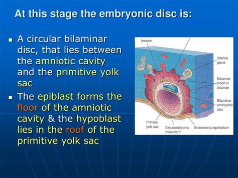 Ppt Bilaminar And Trilaminar Embryonic Disc Powerpoint Presentation