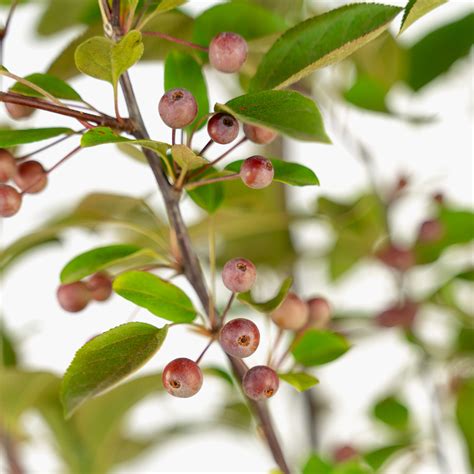 Buy Robinson Crab Apple Trees Online The Tree Center
