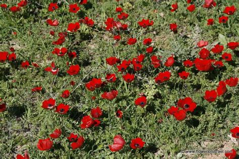 Estas flores, que abundan en israel, también pueden ser de color azul, rosa, violeta o blanco. Anemone coronaria