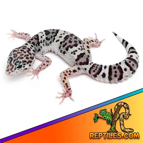 Tug Snow Leopard Geckos For Sale Baby Tug Snow Leopard Gecko