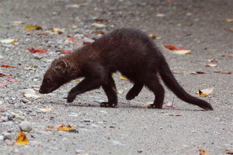 Fishers Weasels And Porcupines Oh My Planet Forward