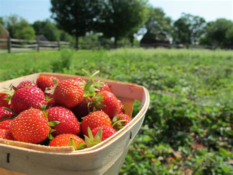 Culinary Types The Berry Patch At Restoration Farm A Field Of