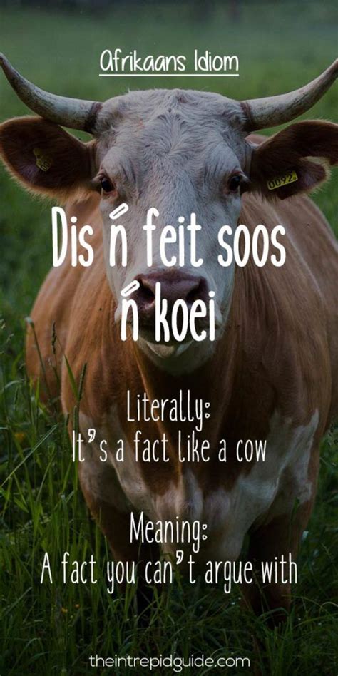 Afrikaans Expressions Dis N Feit Soos N Koei Words Quotes Wise Words