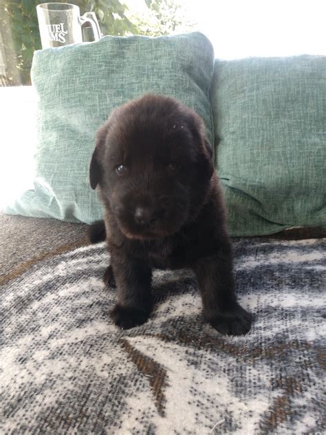 Advertise, sell, buy and rehome newfoundland dogs and puppies with pets4homes. Newfoundland Dog Puppies For Sale | Spokane Valley, WA #309323
