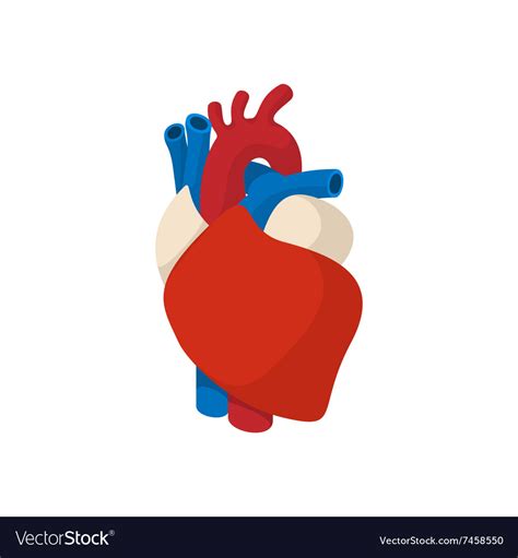 Cartoon Cardiovascular System Cartoon Media