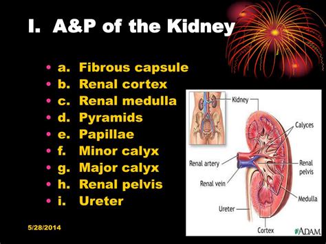 Ppt Nursing Care Of Individual With Genitourinary Disorders Renal