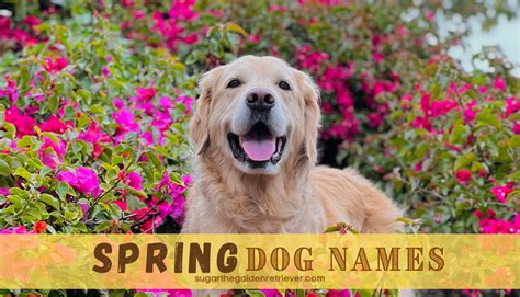 Spring Canine Names For Your Golden Retriever - animalonly.com