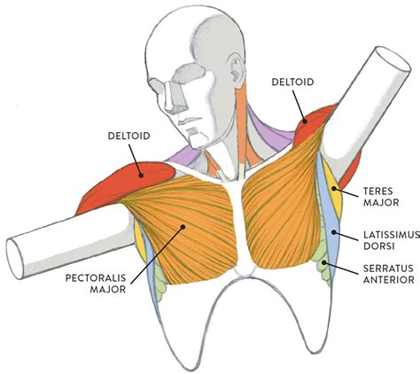 Chest muscles is one of the large part muscles in your body that you also need to work out on aside from your arms, legs and core. Chest Muscle Anatomy Diagram / Anatomy Lab Photographs ...