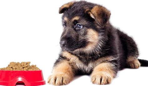 Puppies should only eat a puppy food formula, and should always be fed a puppy formula. Best Dog Food for German Shepherd | petswithlove.us