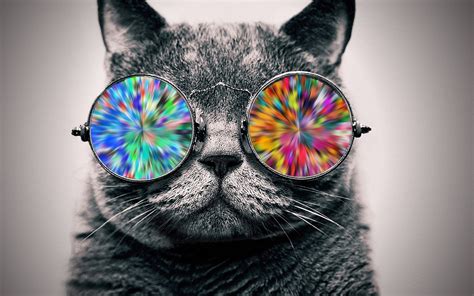 Wallpaper Animals Sunglasses Glasses Selective Coloring Whiskers
