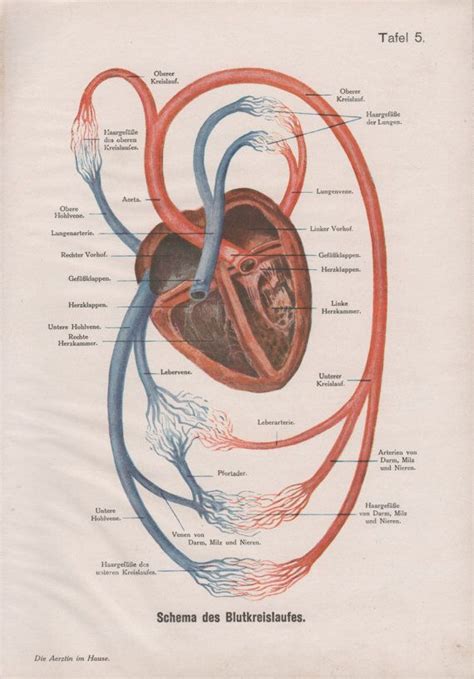 ⇒ click on the diagram to show / hide labels. 1910 Human Heart Anatomy Print, Circulatory System, Old ...