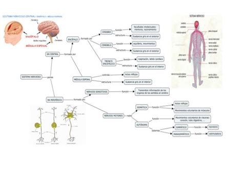 An Image Of A Diagram Of The Nervous System