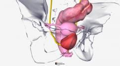 8035 3d models found related to female anatomy diagram internal organs. Diagram Internal Organ Female Anatomy : Female Anatomy Of Internal Organs Rear Canvas Print ...