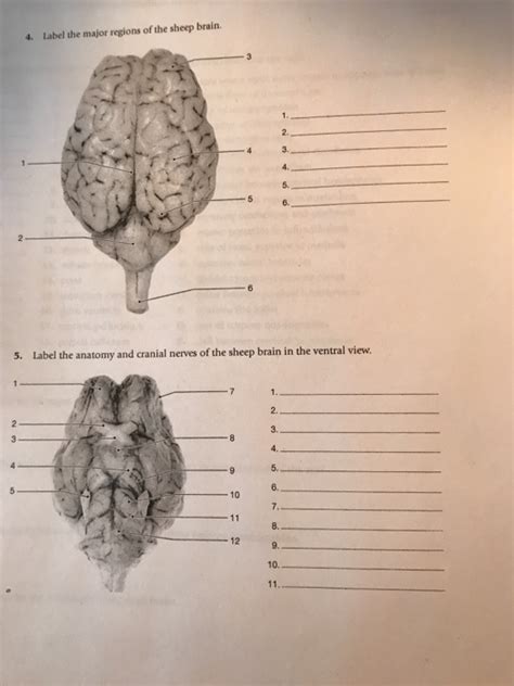 Sheep Brain Labeling Worksheets