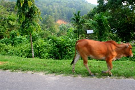 The following statistics for the tallahassee animal services detail the number of animals who arrive and depart the shelter in various ways. Stray cow in Sabah, Malaysia