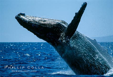 Humpback Whale Breaching Megaptera Novaeangliae Maui Hawaii