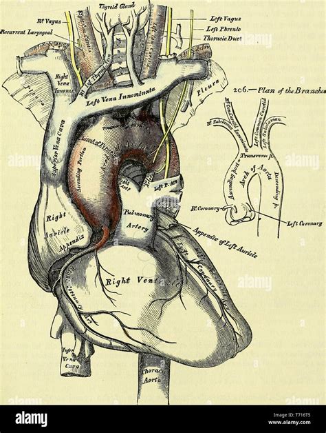 Anatomy Illustration Of The Arch Of The Aorta And Its Branches From