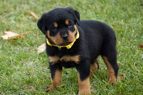 Giant Rottweiler Puppies for Sale | Rottweiler Puppies for Sale