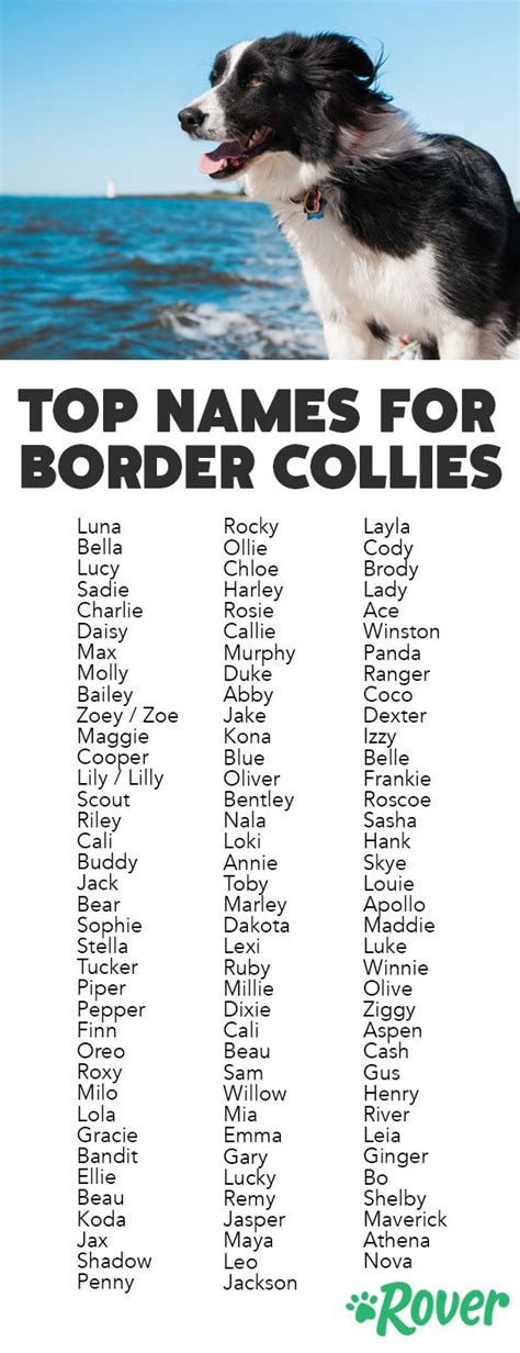 53 Dog Names Female Border Collie Photo Bleumoonproductions
