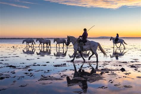 Horses Being Led Through The Marshes Of The Camargue Before Sunrise