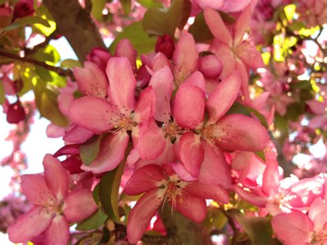 Petrine Poulsen Pink Flowering Trees In Missouri Pink Dogwood Blooms