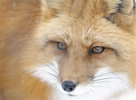 Red Fox Eyes Animal And Insect Photos Francoiss Photoblog