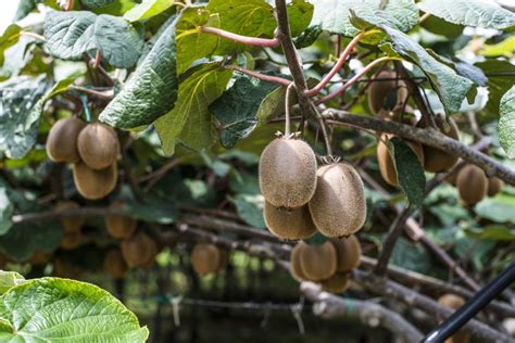 Pick The Kiwis Complete Gardering