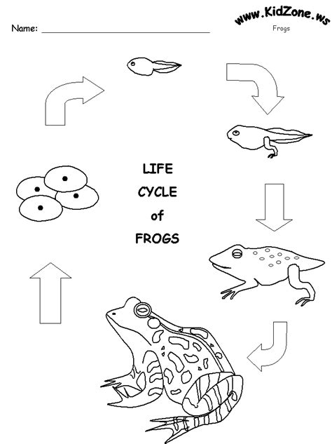 Https://wstravely.com/coloring Page/frog Life Cycle Coloring Pages