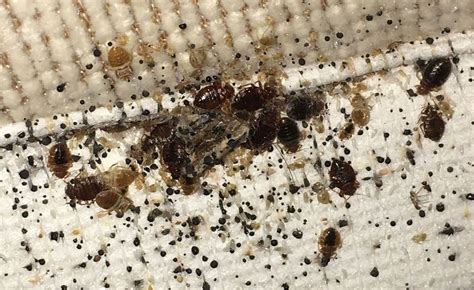Bed Bugs Pest Control Essex And Suffolk Pest Solutions