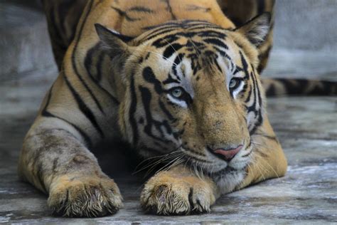 Indias Tiger Population Rises To Nearly 3000