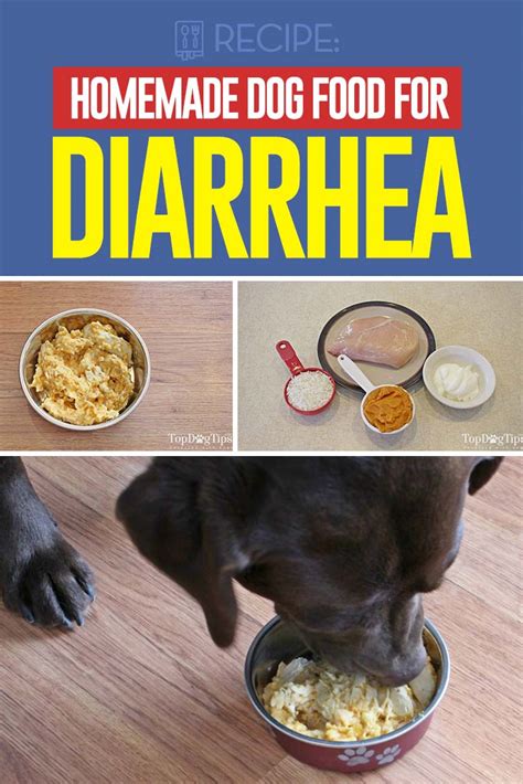 What To Help Dog With Diarrhea
