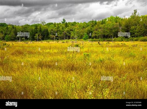 Abandoned Beaver Pond Meadows Along Hagen Run In Pinchot State Forest