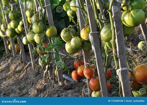 Tomatoes Grow In Open Organic Soil Stock Photo Image Of Healthy