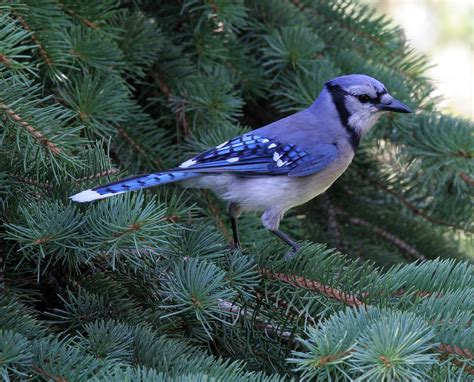 Blue jays are one of the few bird species that rarely migrate. Wild life: Blue jay | wild birds