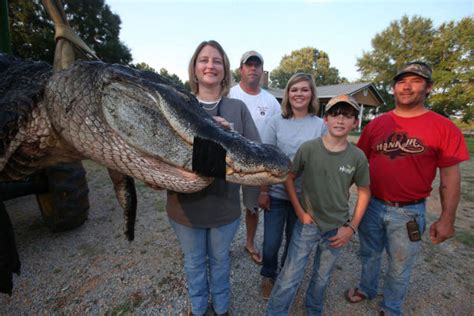 Alligators common in north alabama toggle header content news if you're one of the many people who moved to huntsville recently, it might come as a surprise that we have alligators, lots of them. The Largest Alligator Ever Caught! They needed a crane to ...