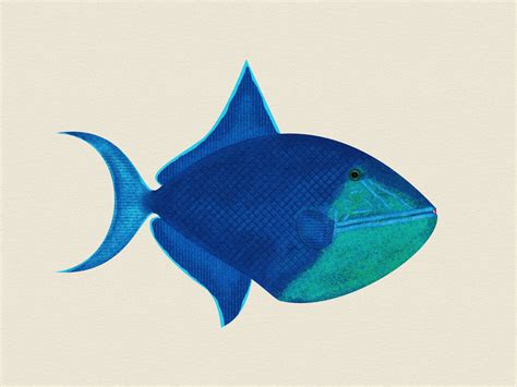Redtooth Triggerfish By Julie Bentex On Dribbble