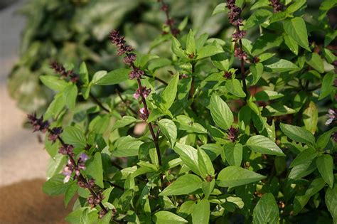 Wednesday Fun Fact Thai Basil Advice From The Herb Lady