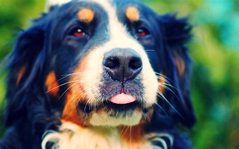 Feel free to use these aesthetic desktop images as a background for your pc, laptop, android phone, iphone or tablet. Dogs Computer Wallpaper - Wallpaper, High Definition, High ...