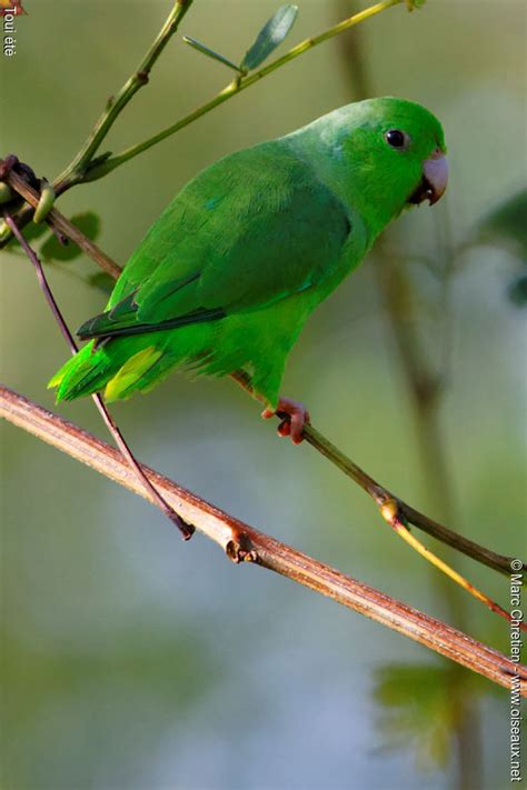 Green Rumped Parrotlet Forpus Passerinus Adult Mach77196