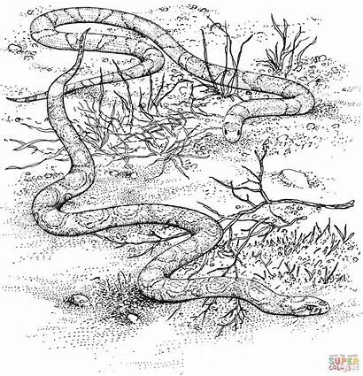 Coloring Pages Snake King Milk Scarlet Colouring