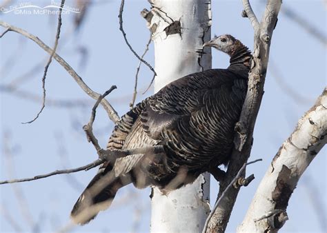 Finding Wild Turkey Hens Roosting In Aspens Mia Mcphersons On The