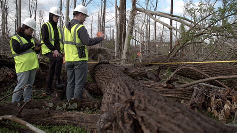 Destroyed Forest Teaches New Lessons On Recovering From Disaster